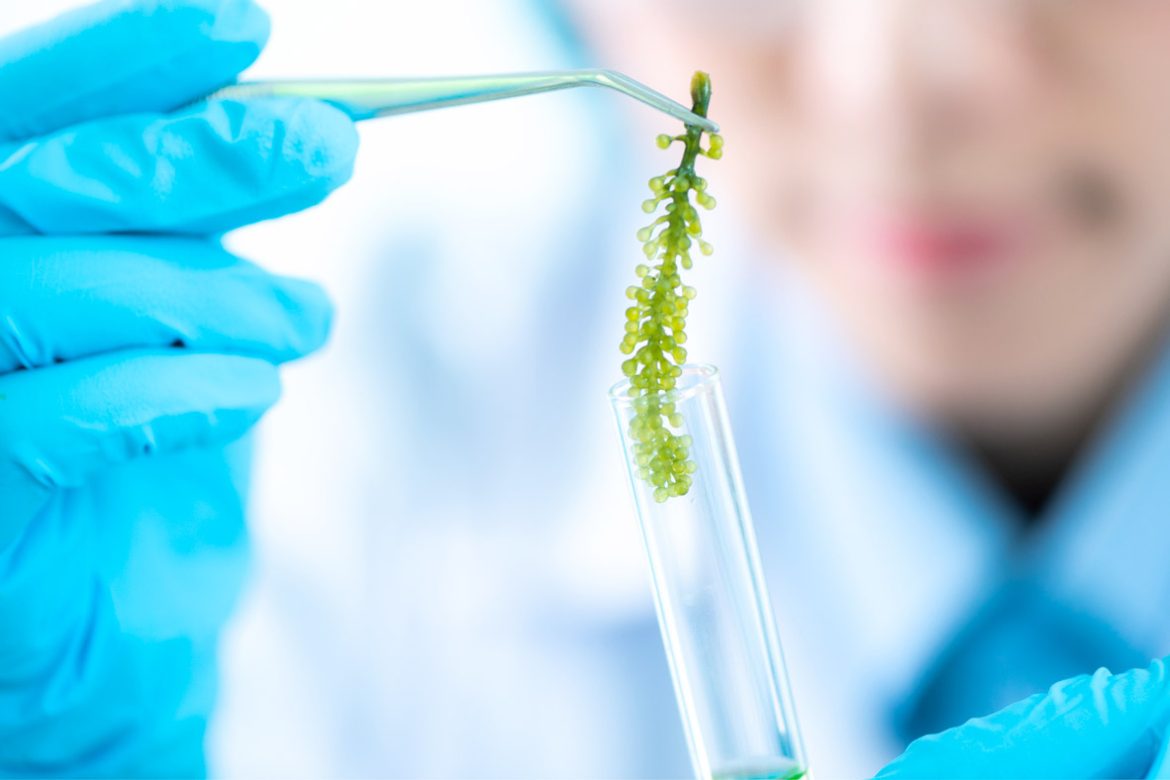 Microalgae packaging